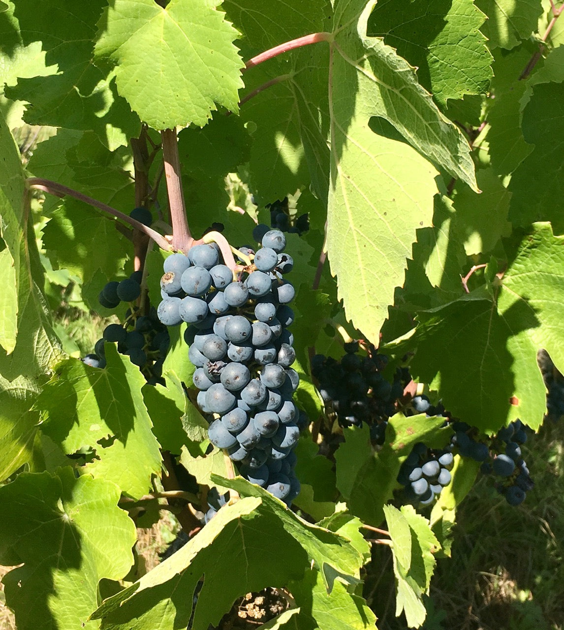 Une grappe de gamay saint-romain, à quelques jours des vendanges