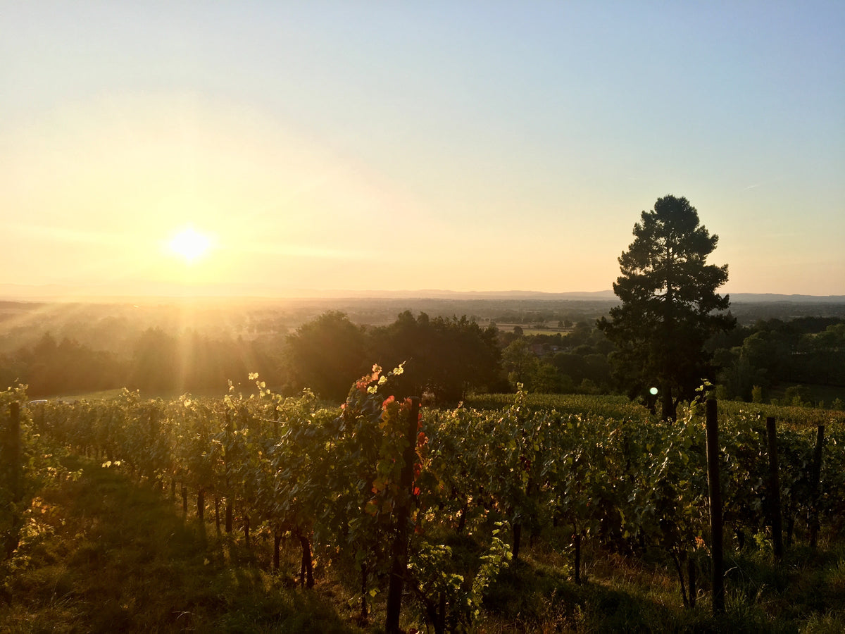Le soleil se couche sur nos vignes d'Ambierle