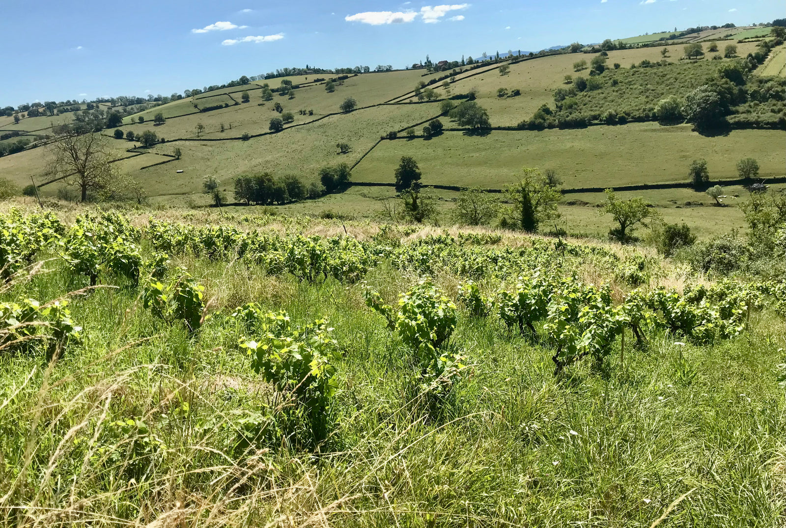 Notre parcelle à Mailly, au début du printemps