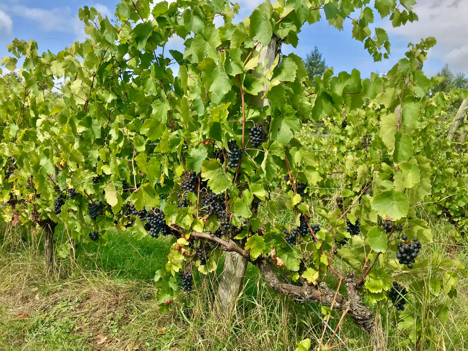 Le feuillage du printemps, soigné par les plantes