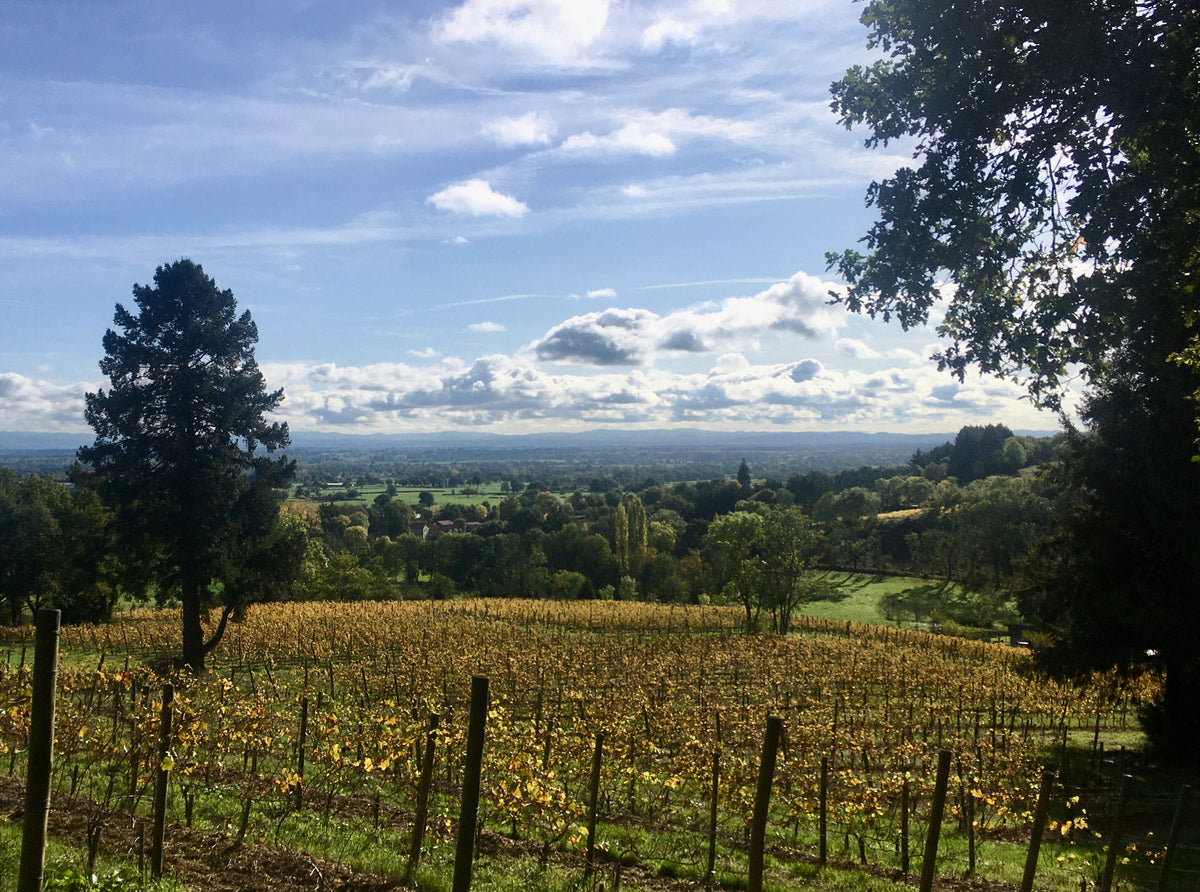 Nos vignes à 400 mètres d'altitude, face à la plaine du Roannais