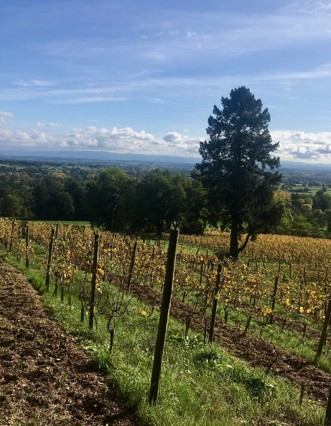 Les coteaux d'Ambierle et, au loin, la plaine roannaise