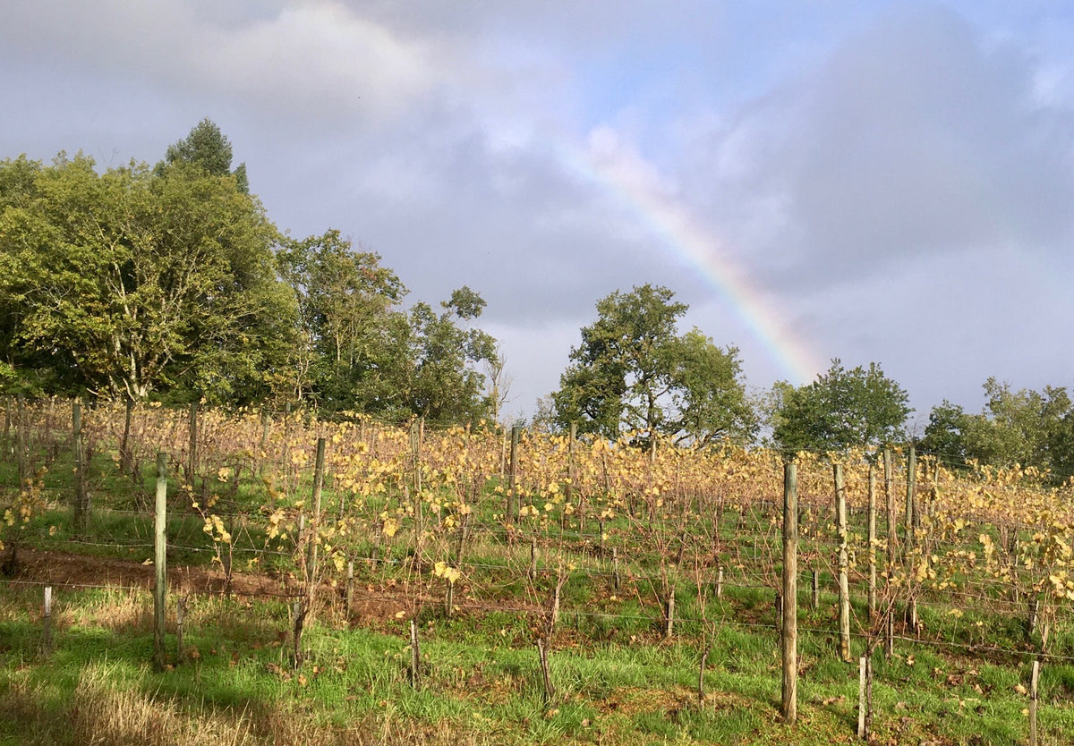 Arbres et vignes mêlés, après l'orage