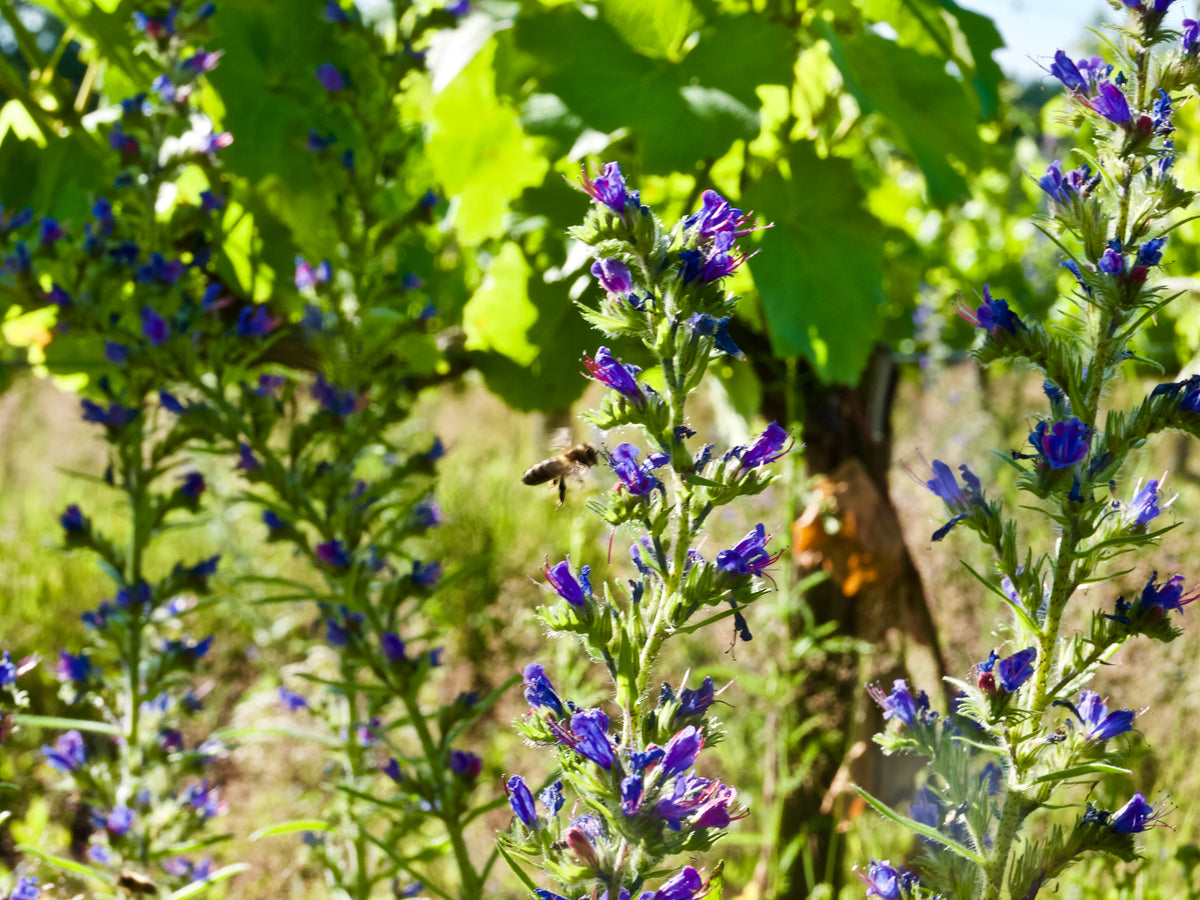 Vipérine et abeille entre les rangs, au printemps
